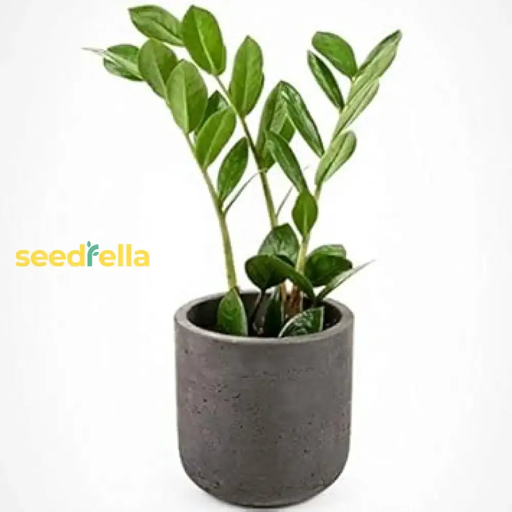 Zamioculcas Zamiifolia Plant Seeds For Planting  Seed Thriving Indoor Greenery And Easy Care In