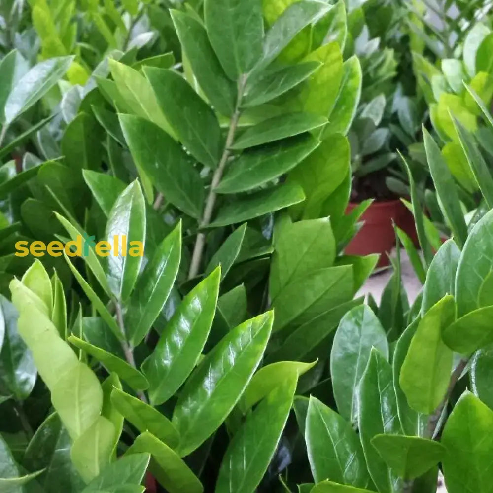 Zamioculcas Zamiifolia Seeds For Easy Planting Plant Seeds