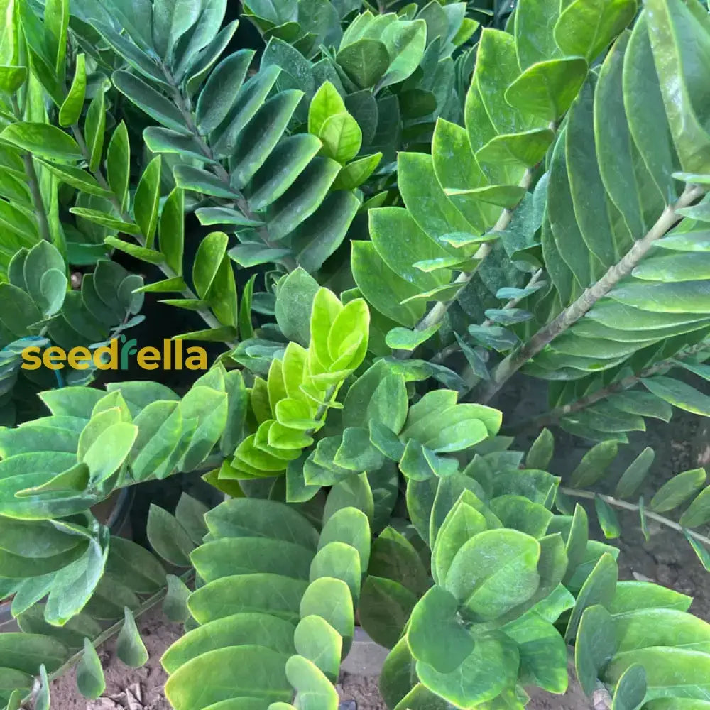 Zamioculcas Zamiifolia Seeds For Easy Planting Plant Seeds