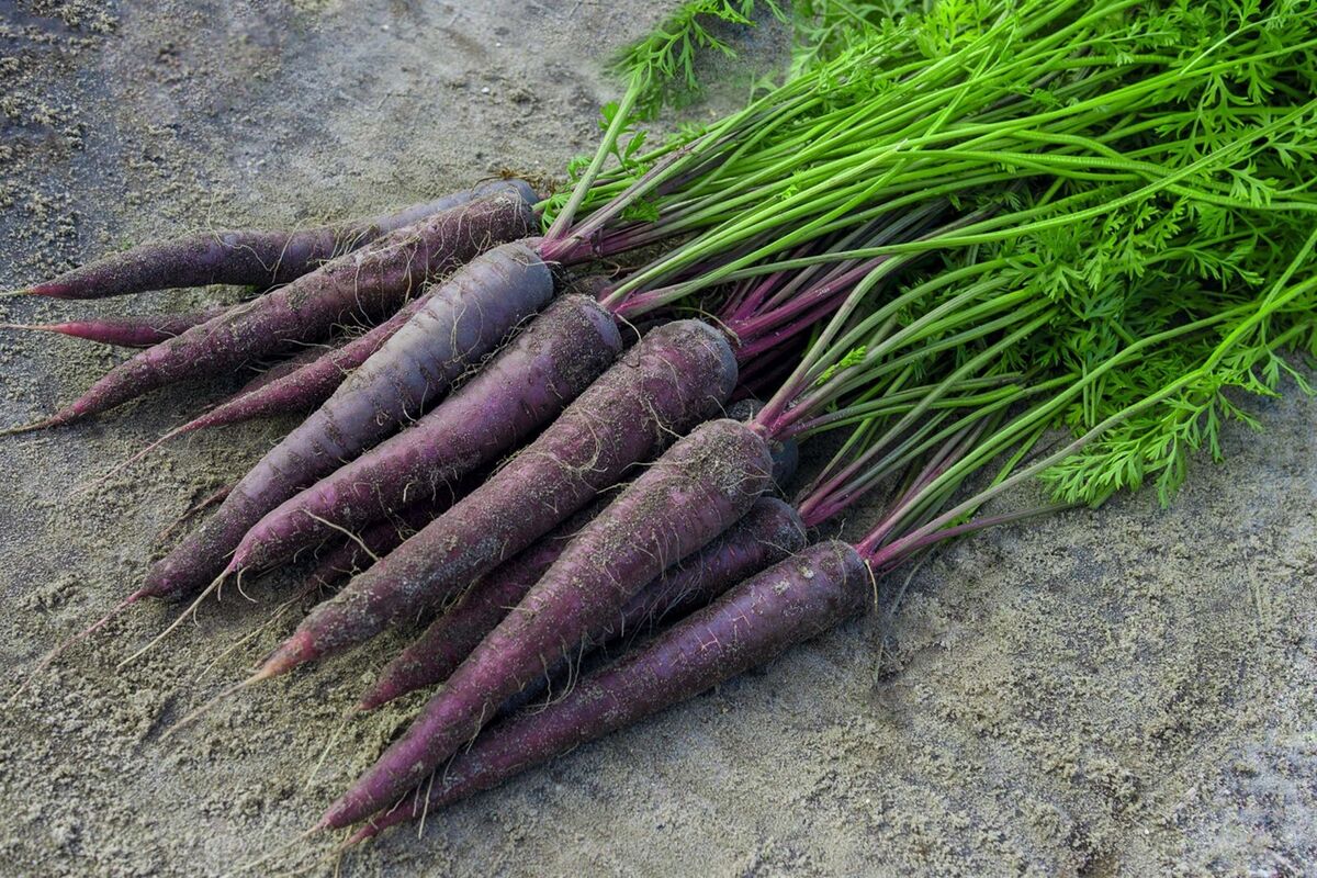 Carrot plants from Zanahoria Morada seeds in garden