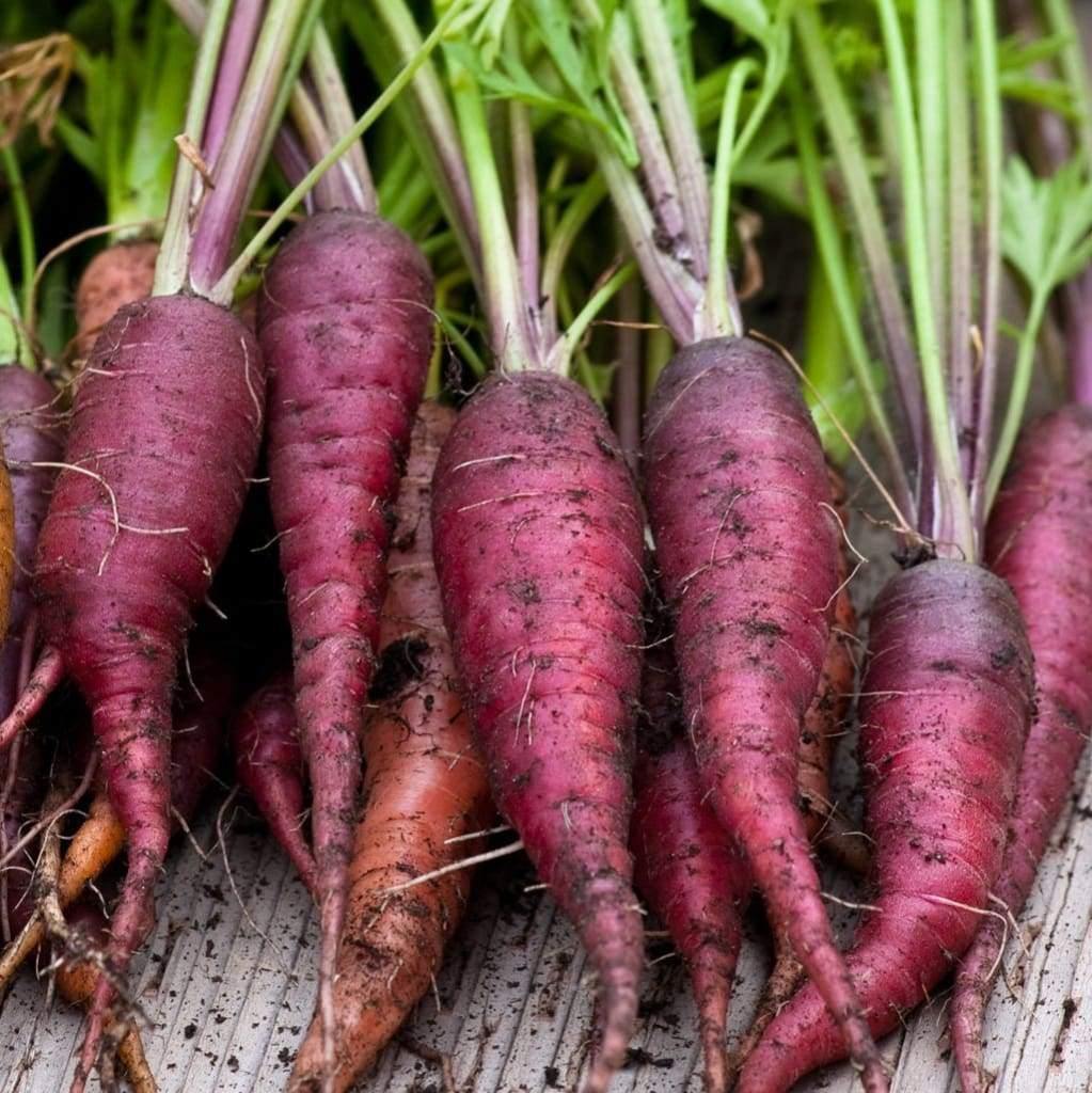 Zanahoria Morada carrot seeds for planting purple carrot variety