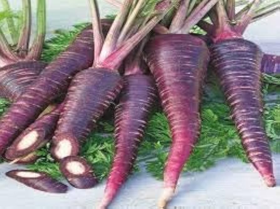 Purple carrot plants grown from Zanahoria Morada seeds