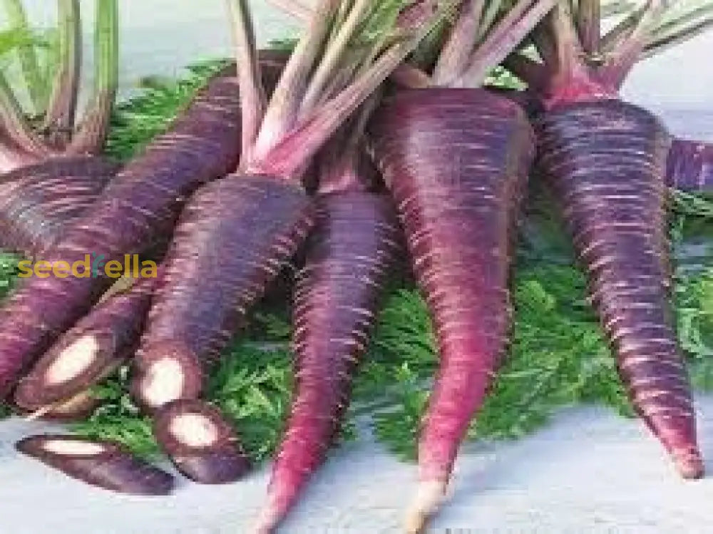 Zanahoria Morada Vegetable Seeds Planting Seeds