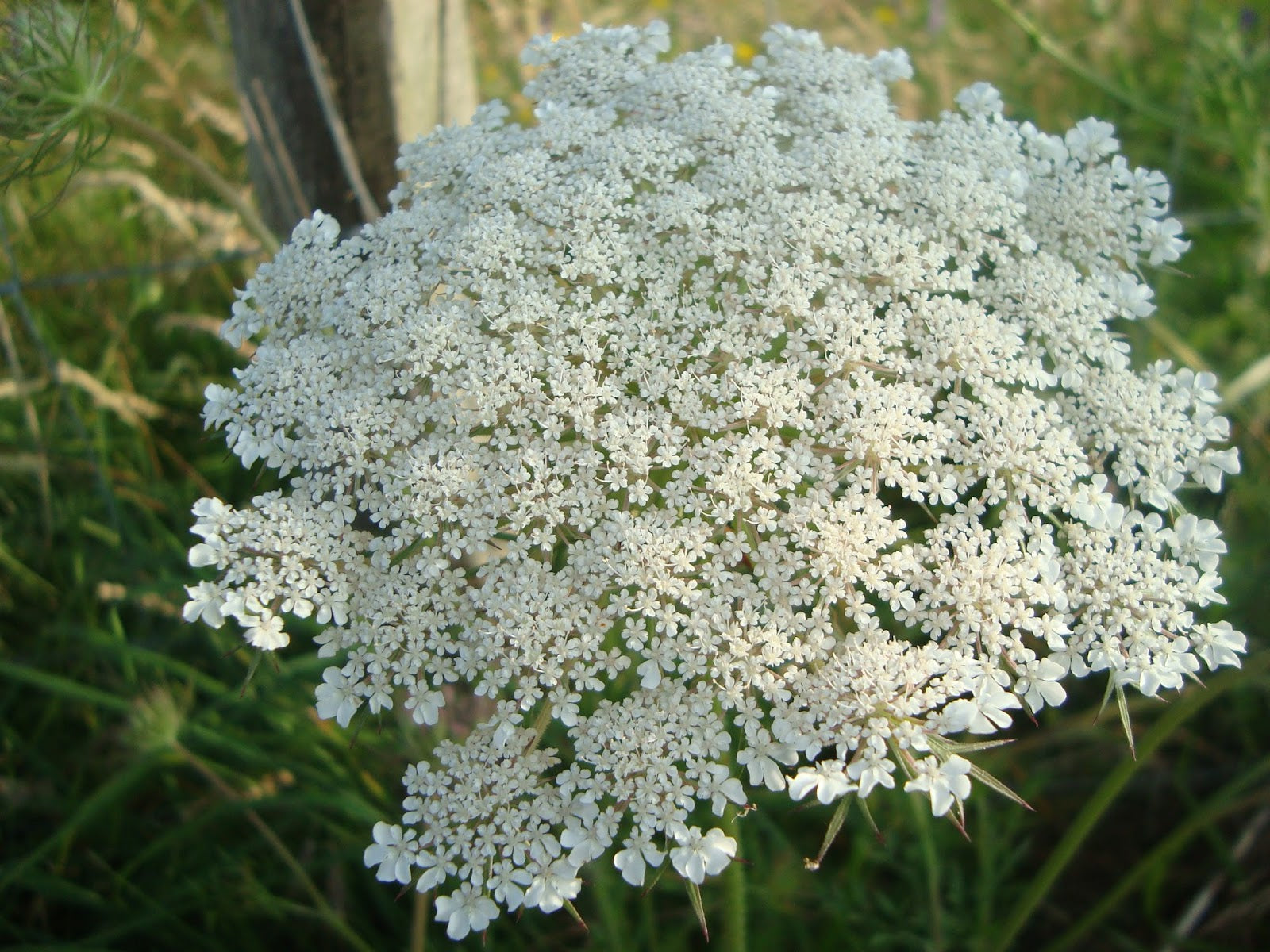Zanahoria Silvestre Flower Seeds for Planting – Wild Carrot Blooms