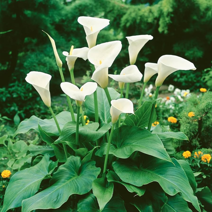 Zantedeschia Aethiopica Seeds for Planting