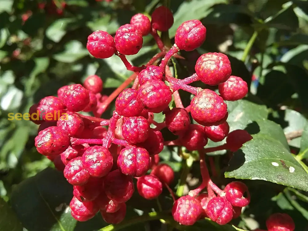 Zanthoxylum Bungeanum Plant Seeds Planting