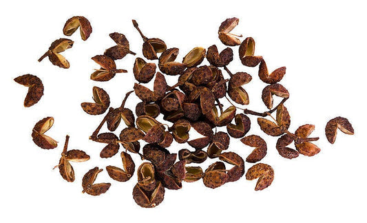 Zanthoxylum bungeanum Szechuan Pepper Botanical Seed Image