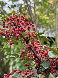 Green Compound Leaves of Zanthoxylum bungeanum Plant