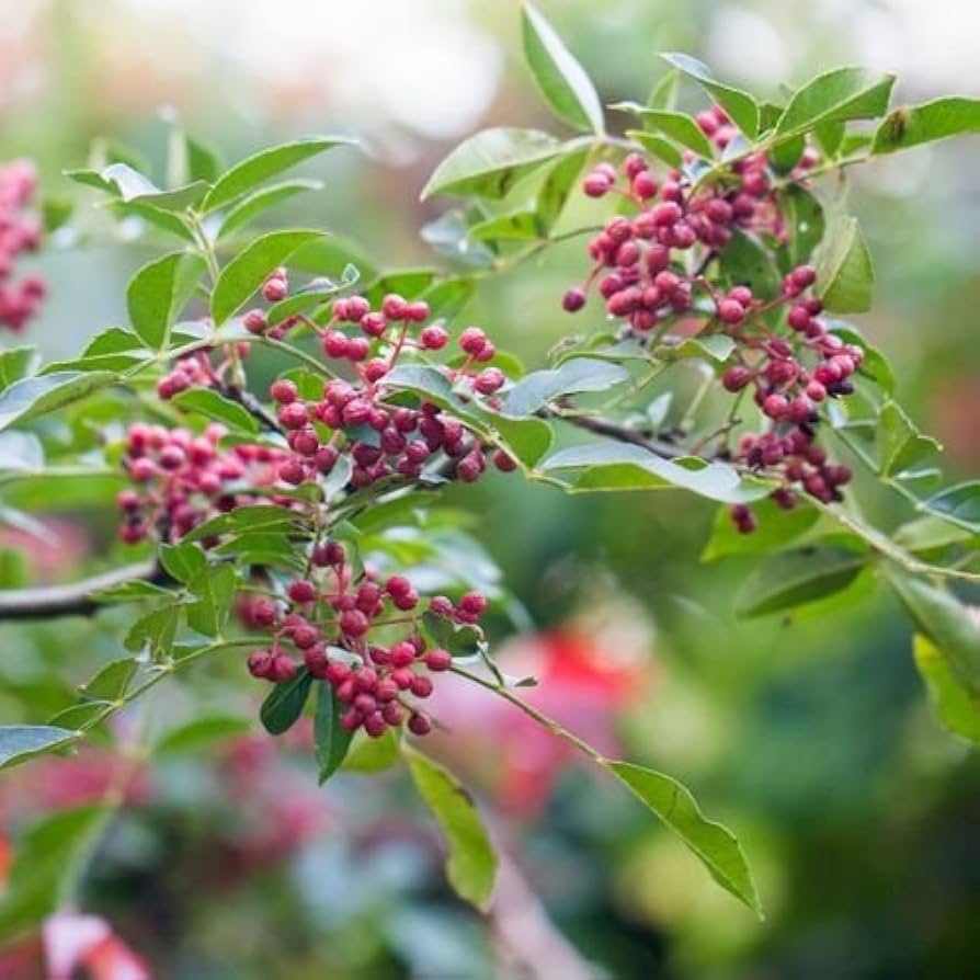 Zanthoxylum simulans seedlings sprouting from Non GMO seeds
