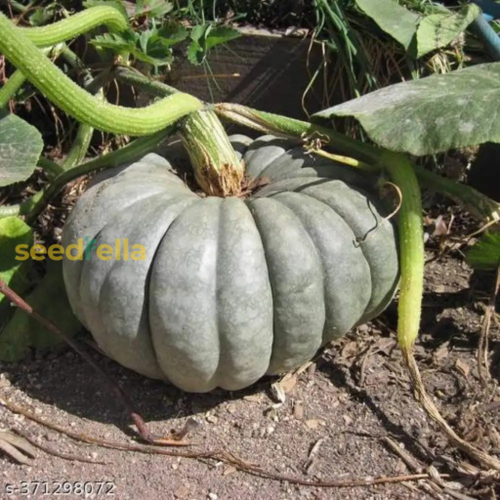 Zapallo Plomo squash plants growing in garden