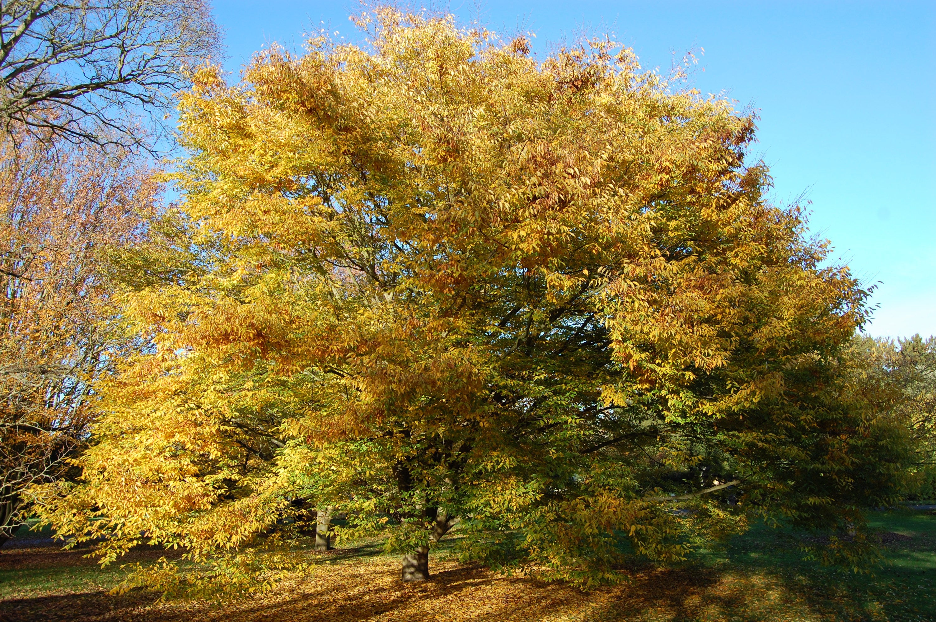 Yellow Green Zelkova Serrata Tree Seeds Planting Plant Seeds