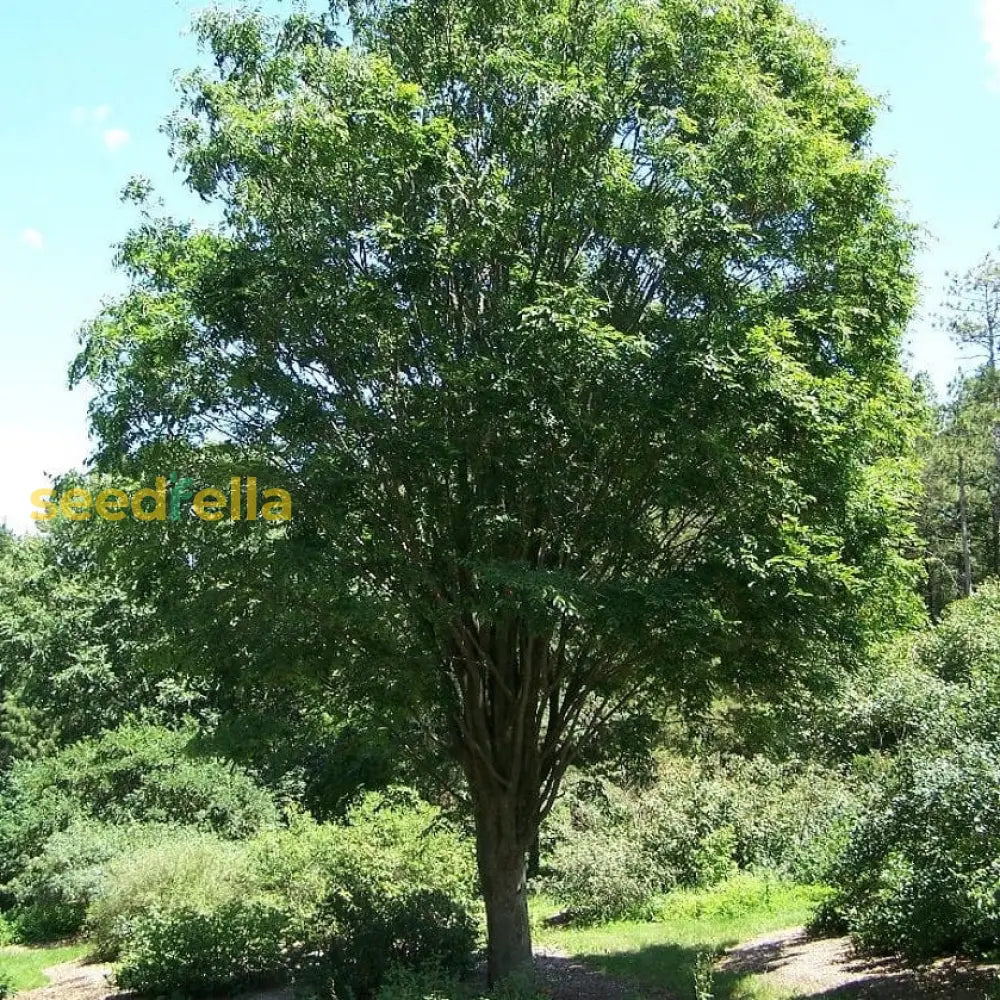 Zelkova Sinica Tree Planting  Seed For Thriving Growth And Stunning Shade In Your Landscape Seeds