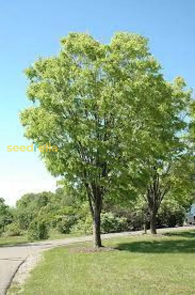 Zelkova Sinica Tree Planting  Seed For Thriving Growth And Stunning Shade In Your Landscape Seeds