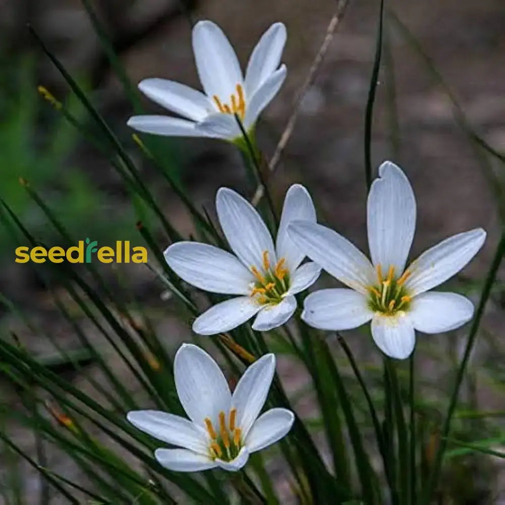 Zephyranthes Candida Flower Planting Seeds