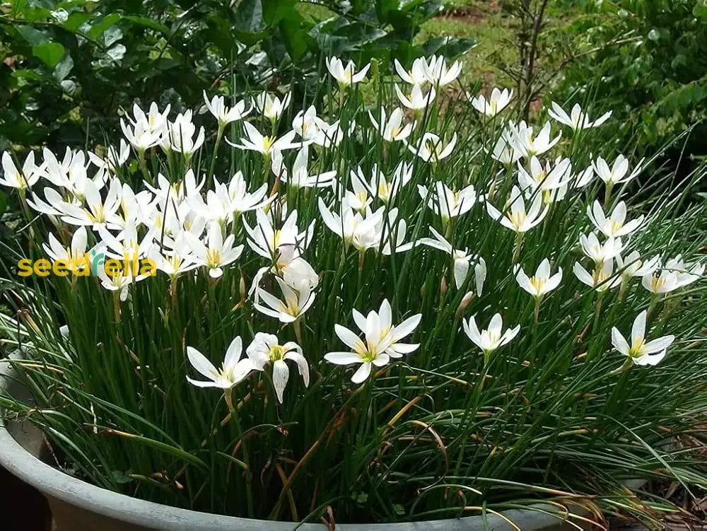 Zephyranthes Candida Flower Planting Seeds