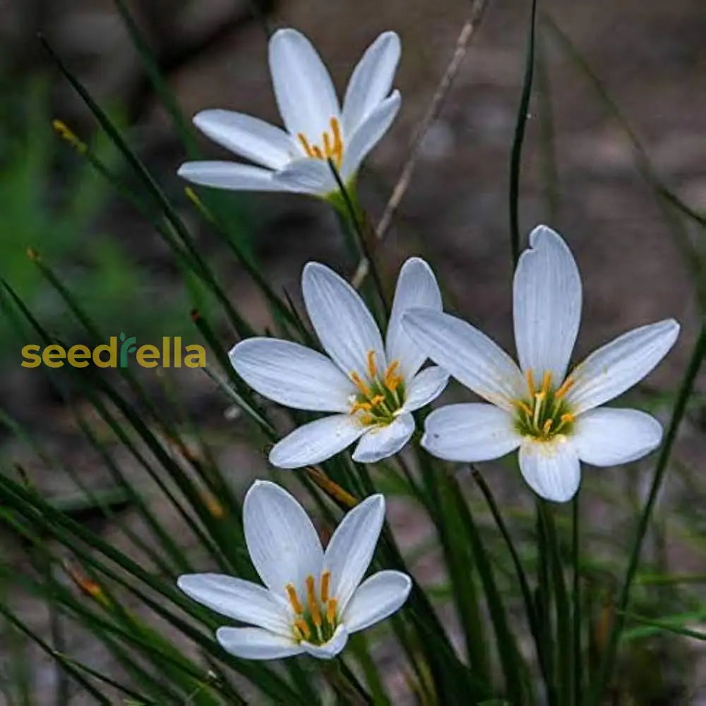 Zephyranthes Candida Flower Planting Seeds