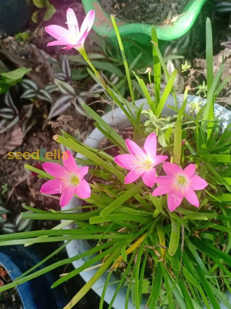 Zephyranthes Flower Planting Seed - Ideal For Vibrant Garden Blooms And Easy Care Seeds