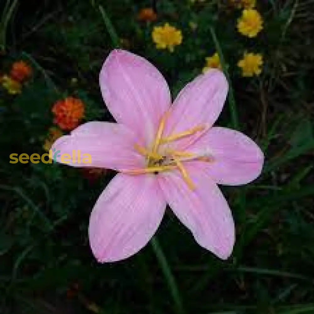 Zephyranthes Flower Planting Seed - Ideal For Vibrant Garden Blooms And Easy Care Seeds