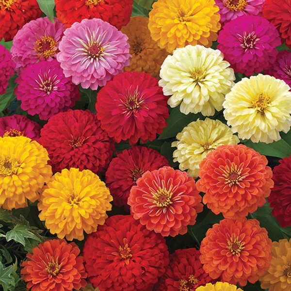 Zinnia Dreamland Ivory Flower seeds for elegant blooms