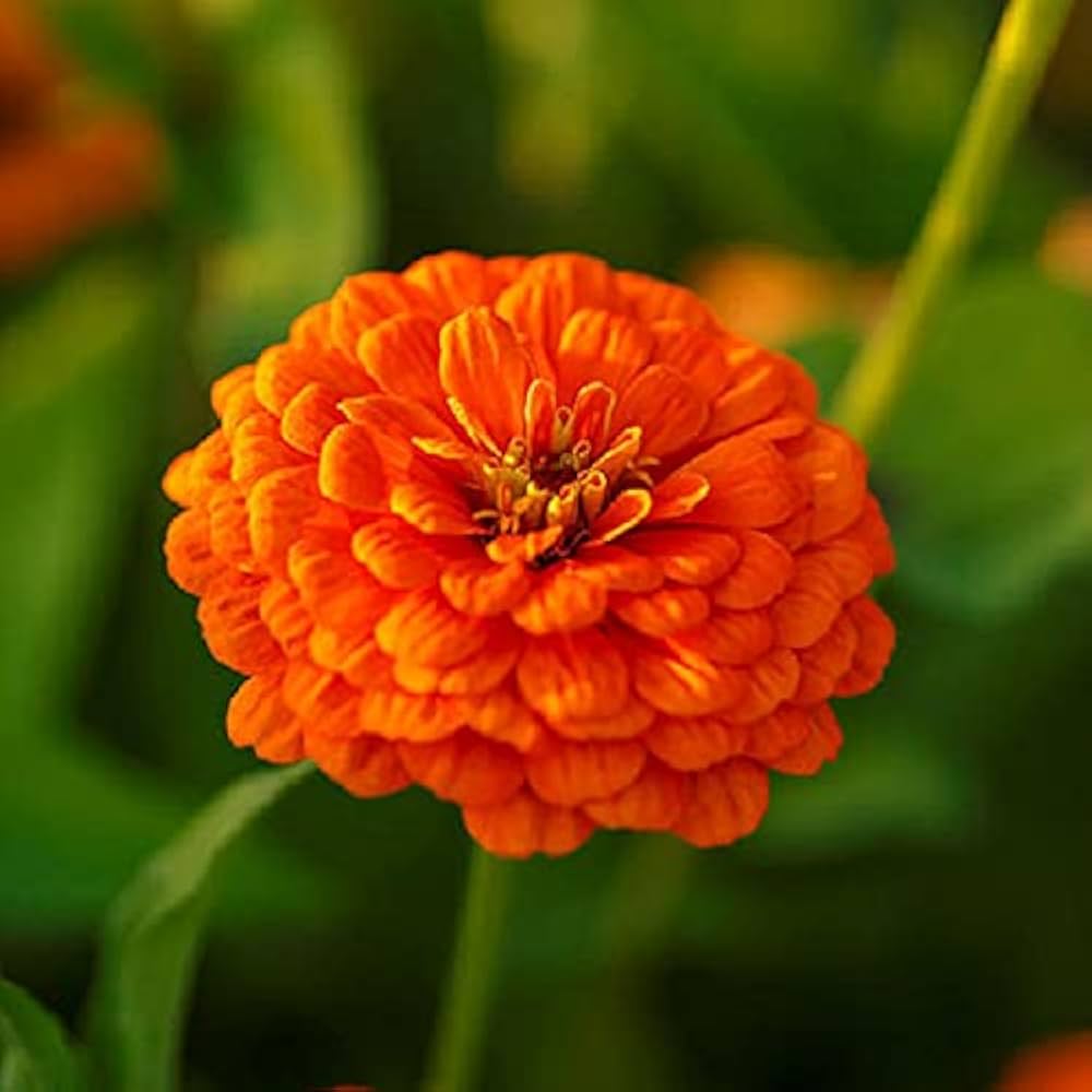 Close-Up of Vibrant Zinnia Flower Blooms