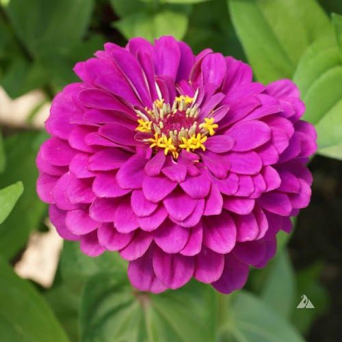 Deep Pink Zinnia Flower Seeds for Vibrant Garden