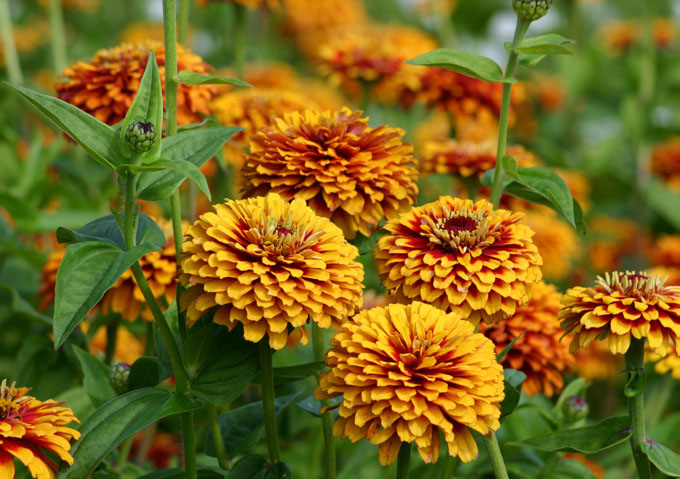 Zinnia Elegans Yellow Flowers Used in Garden Borders