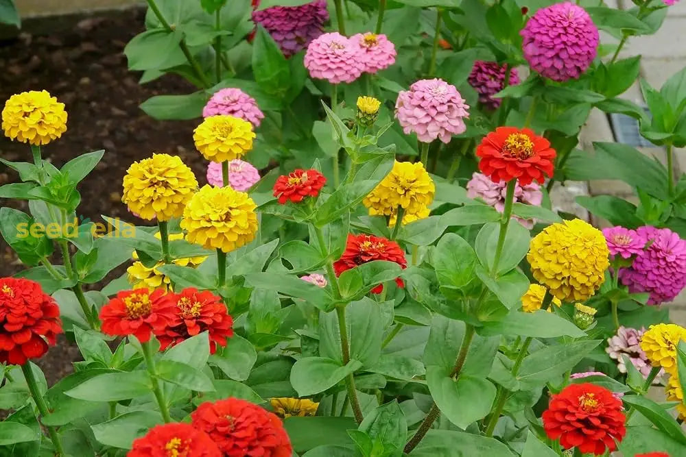 Zinnia Elegans Flower Seeds Burgundy Planting Elegance