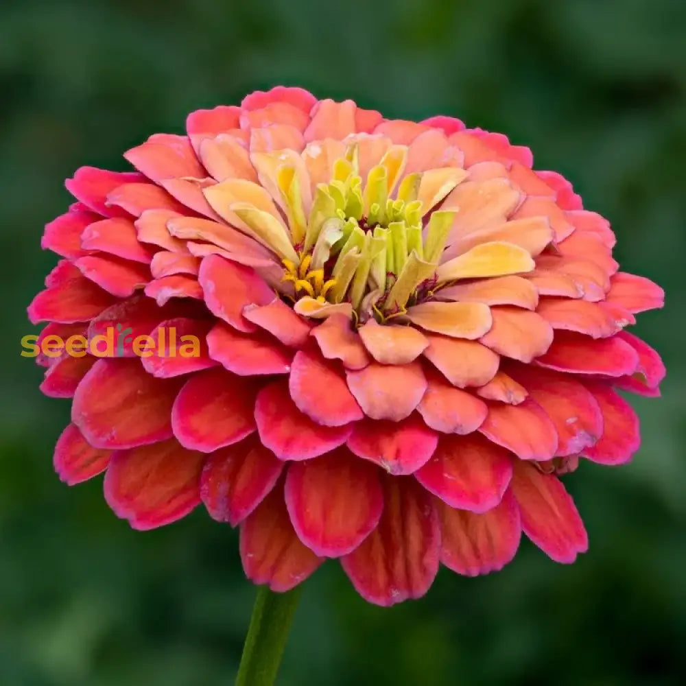 Zinnia Elegans Flower Seeds Burgundy Planting Elegance