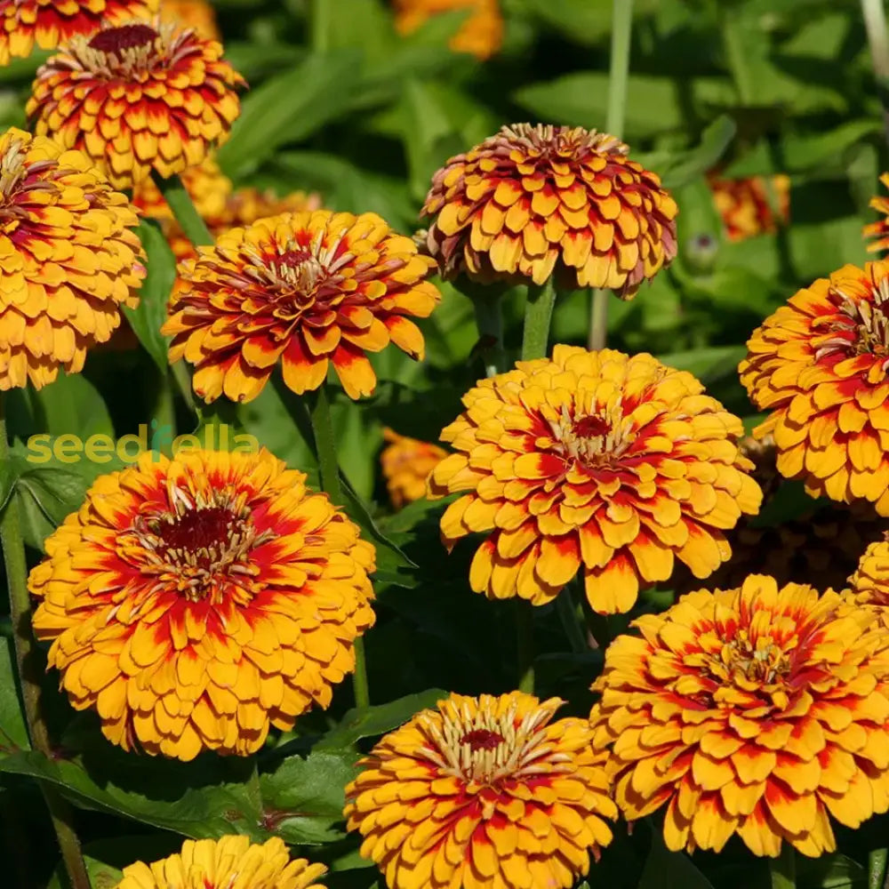 Zinnia Elegans Flower Seeds Yellow Planting Bright