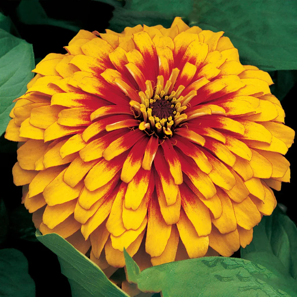 Zinnia Elegans Yellow Flowers Growing in Garden Beds