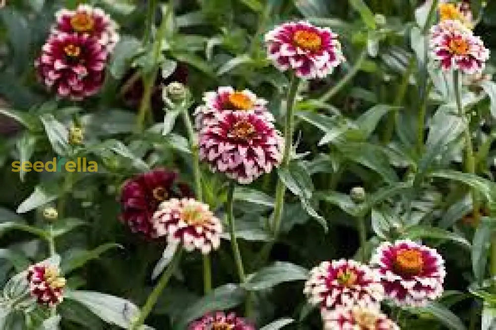 Zinnia Flower Planting Bright White Pink - Seed For Vibrant Blooms In Your Garden