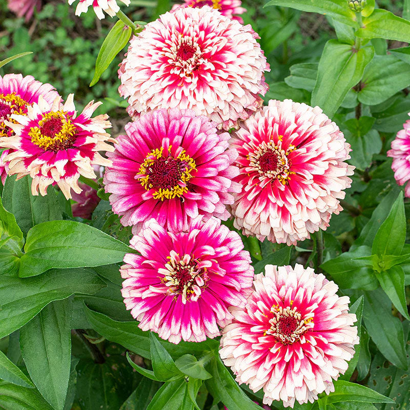 Zinnia Flower Seeds for colorful summer garden planting