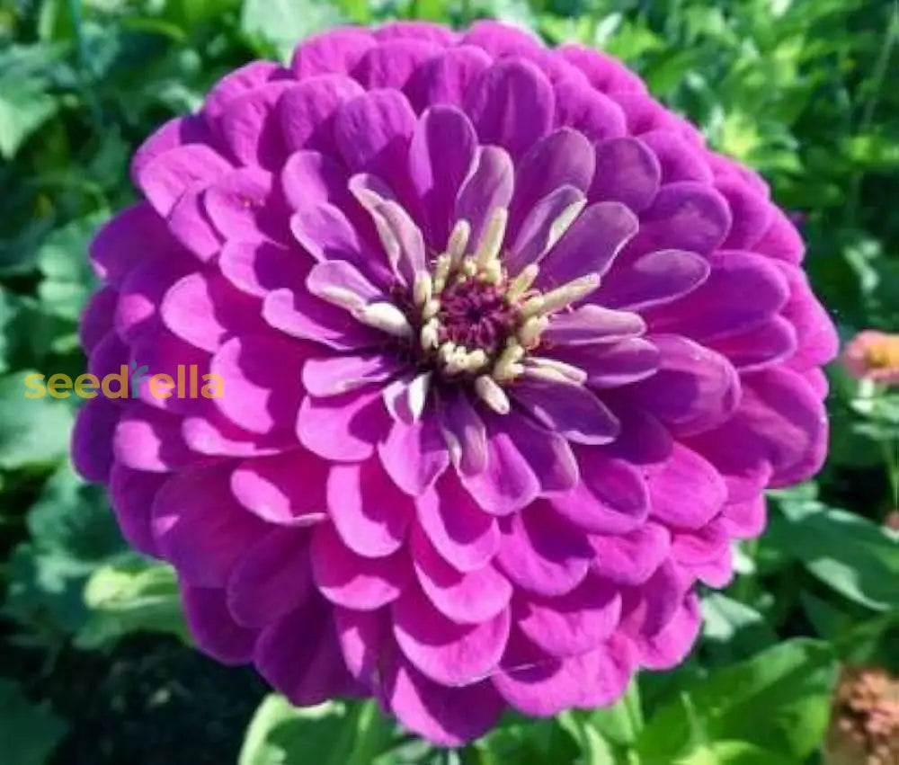 Zinnia Flower Seeds For Vibrant Violet Blooms - Seed A Stunning Addition To Your Garden