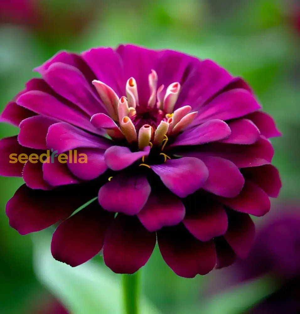 Zinnia Flower Seeds For Vibrant Violet Blooms - Seed A Stunning Addition To Your Garden