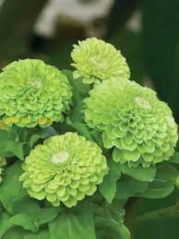 Zinnia Flower Seeds Green Planting Essentials