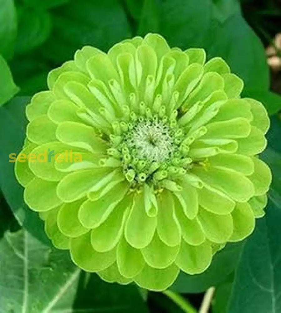 Zinnia Flower Seeds Green Planting Essentials