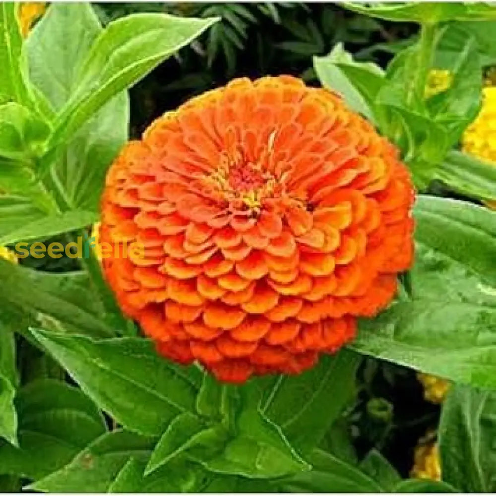 Zinnia Flower Seeds In Bright Orange For Colorful Gardens