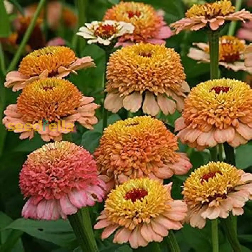 Zinnia Flower Seeds In Brown And Yellow For A Cozy Garden Ambiance