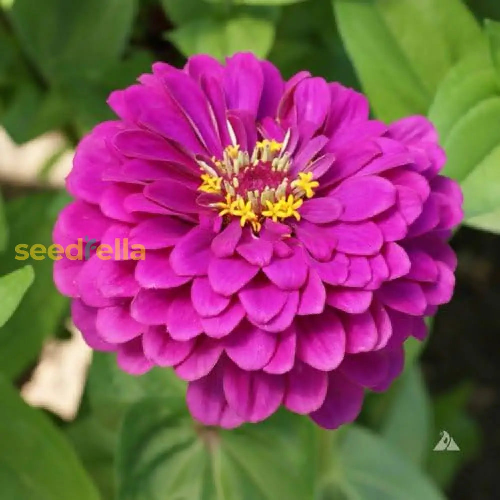 Zinnia Flower Seeds In Deep Pink For Bright And Vibrant Gardens - Seed Lush Blooms Stunning Outdoor