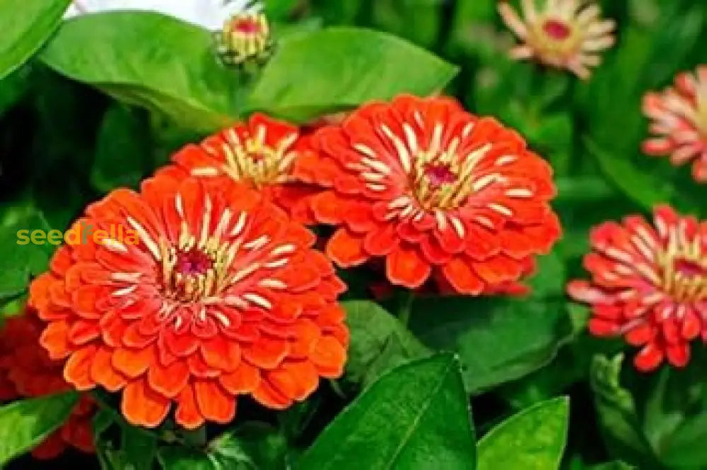 Zinnia Flower Seeds In Light Red For Beautiful Blooms Your Garden