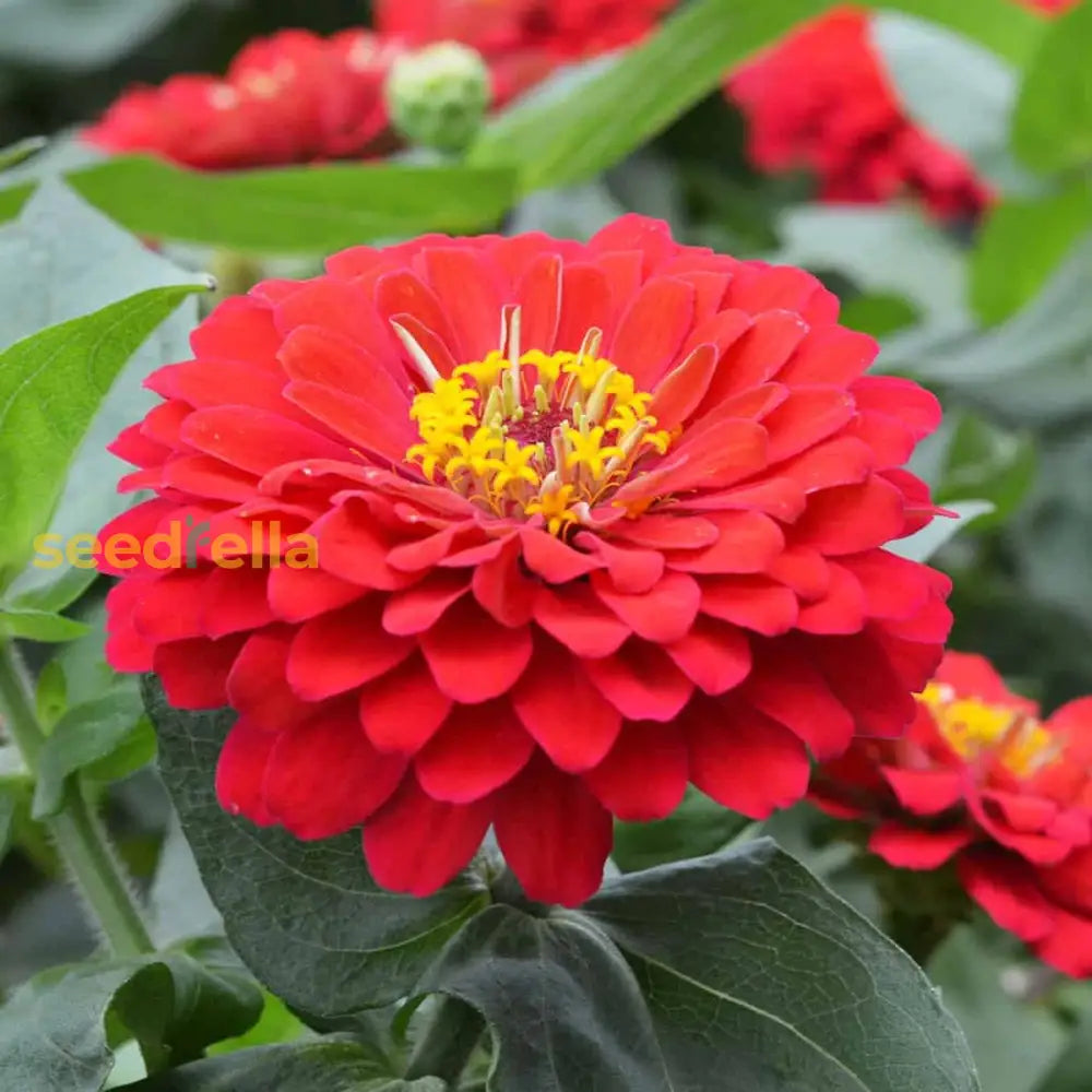 Zinnia Flower Seeds In Light Red For Beautiful Blooms Your Garden