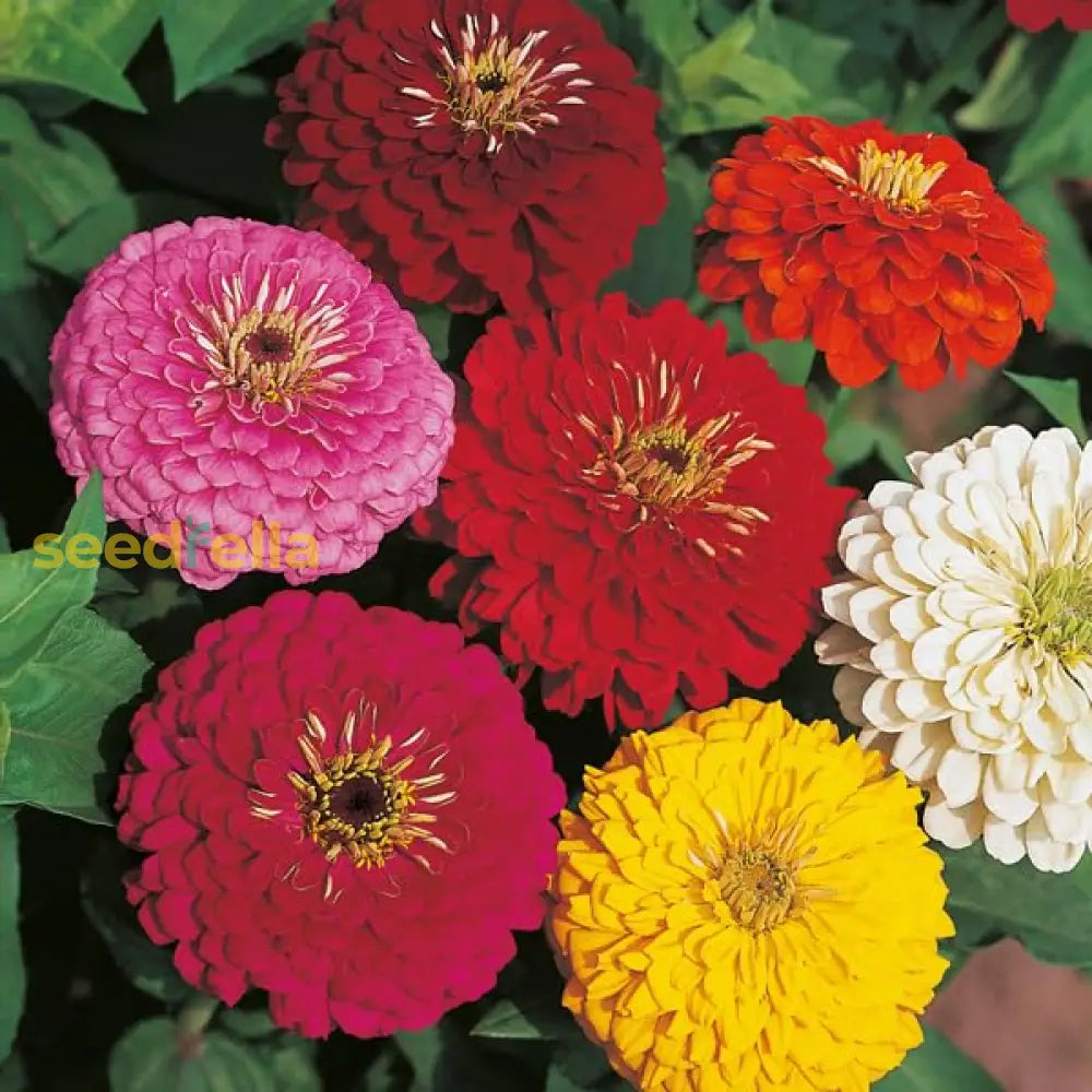 Zinnia Flower Seeds In Red And Cream For A Beautiful Garden Color Pop