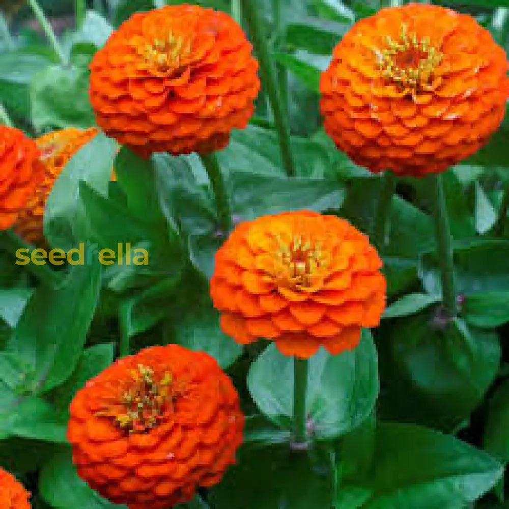 Zinnia Flower Seeds - Light Orange Blooms For Vibrant Garden Displays