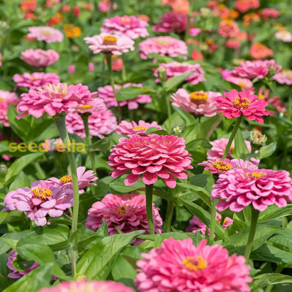 Zinnia Flower Seeds Light Pink Planting Kit