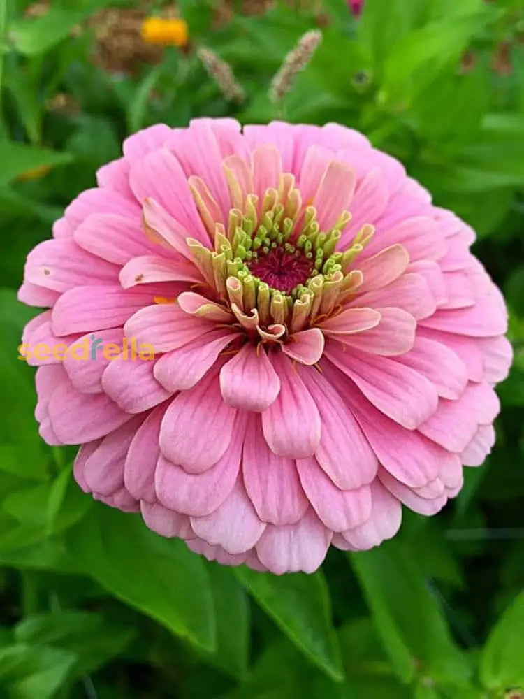 Zinnia Flower Seeds Light Pink Planting Kit