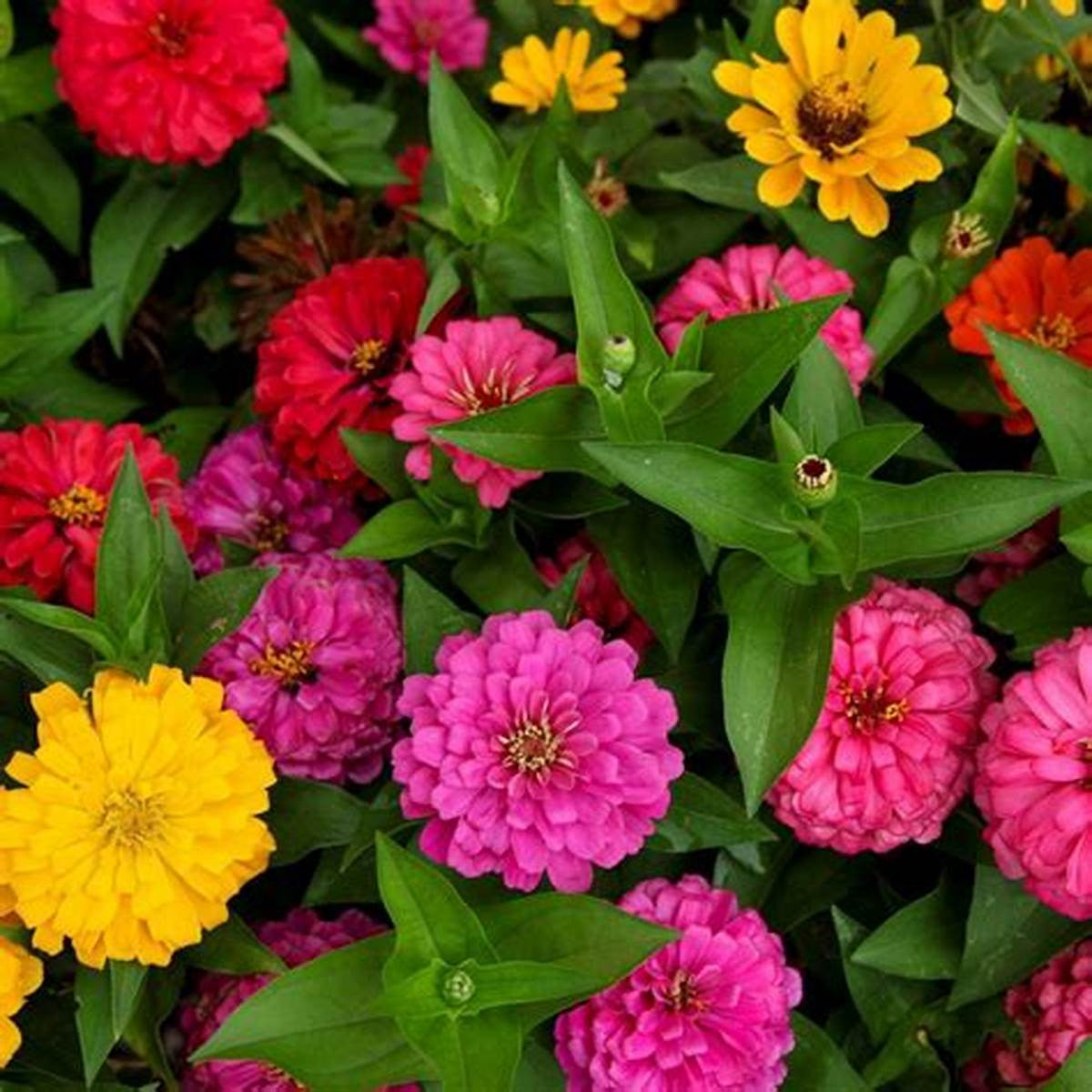 Zinnia Flower Seeds Planting and Growing Guide