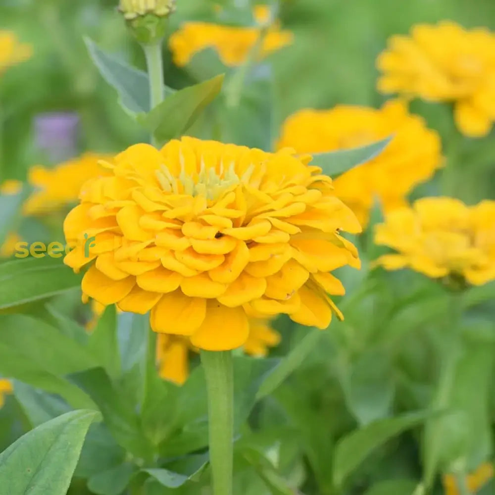 Zinnia Flower Seeds Red For Planting Vibrant Blooms - Seed Radiant And Lush Flowers In Your Garden