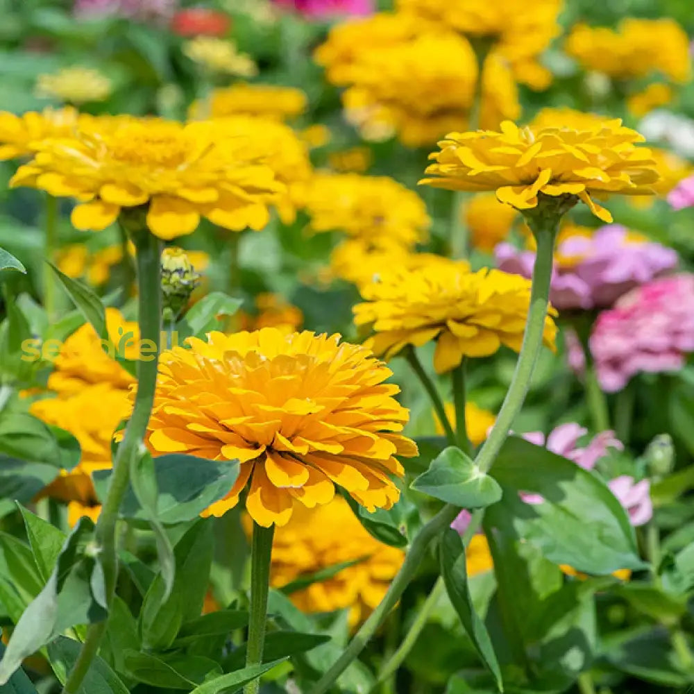 Zinnia Flower Seeds Red For Planting Vibrant Blooms - Seed Radiant And Lush Flowers In Your Garden