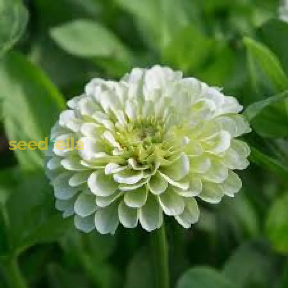 Zinnia Flower Seeds White For Stunning Blooms And Vibrant Gardens