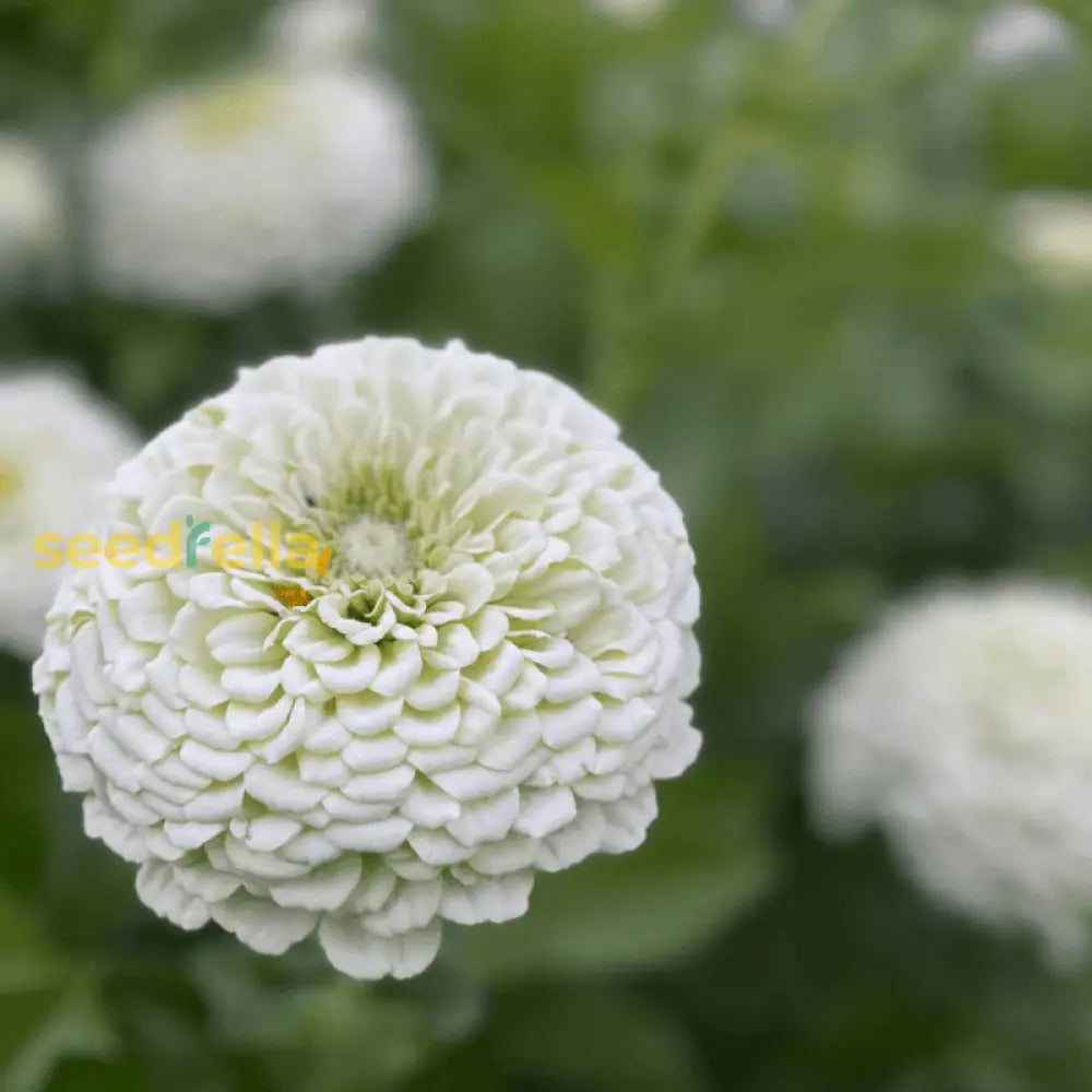 Zinnia Flower Seeds White For Stunning Blooms And Vibrant Gardens